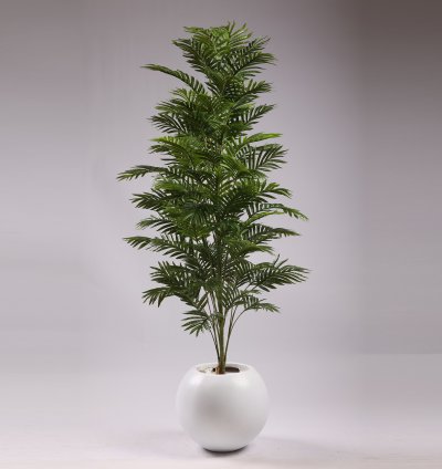 Chamadoria tree without pot