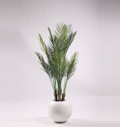 Areca tree without pot