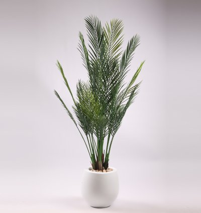 Areca tree without pot