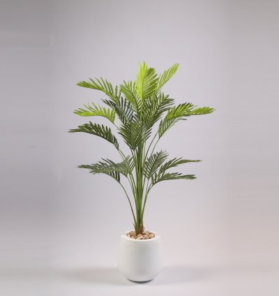 Areca tree without pot