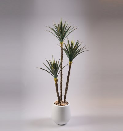 Yucca tree without pot