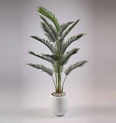 Areca tree without pot