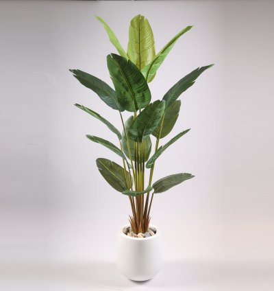 شجرة موز بدون وعاء