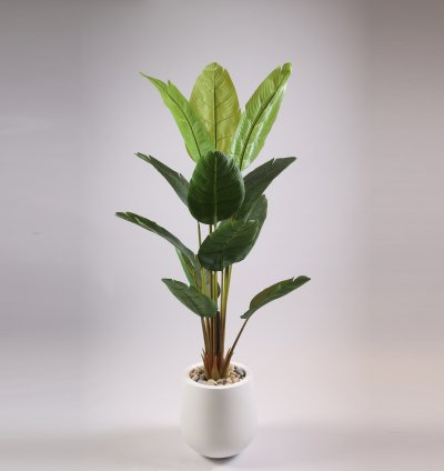 شجرة موز بدون وعاء