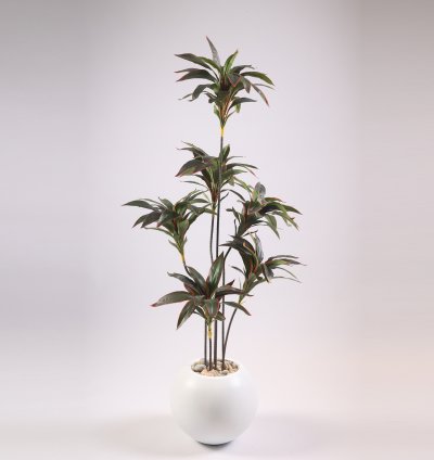Dracaena tree without pot