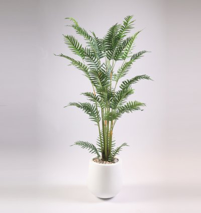 Areca tree without pot