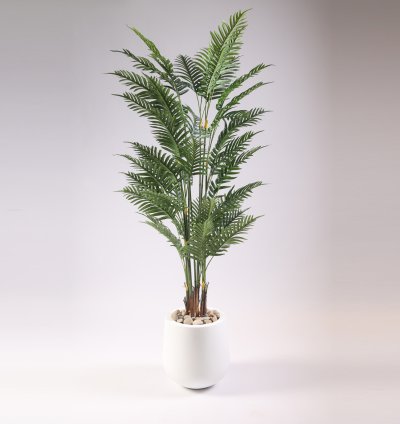 Areca tree without pot