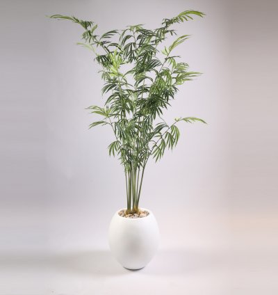 Sykes tree without pot