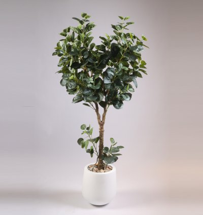 شجرة بينجامينا بدون وعاء