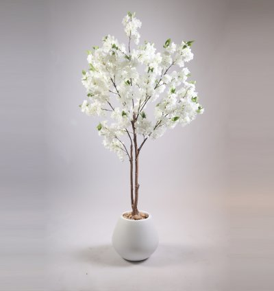 Rose tree without pot