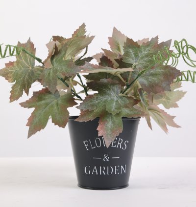 نبات أوراق القيقب الصغيرة