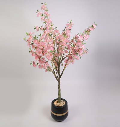 Rose Tree Without Pot