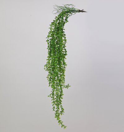 فرع نبات شلال