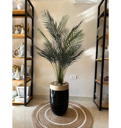 Areca palm with fiber pot