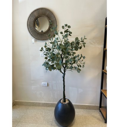 Garonia tree without pot