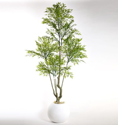 Elegant Benjamina tree with natural look (without pot)