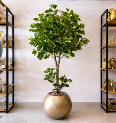 Benjamina tree without pot