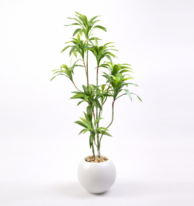 Dracaena tree without pot