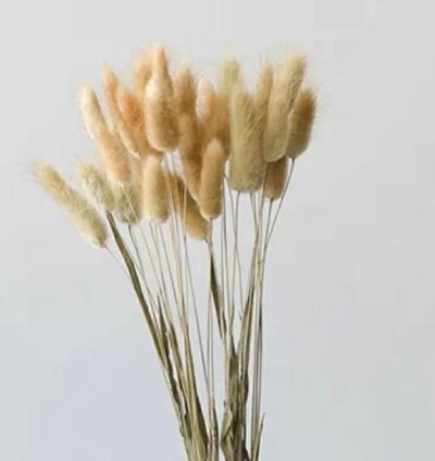 بامباس مجفف طبيعي