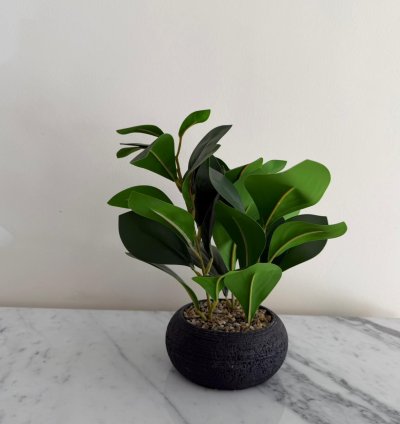 نبتة ديكور خضراء