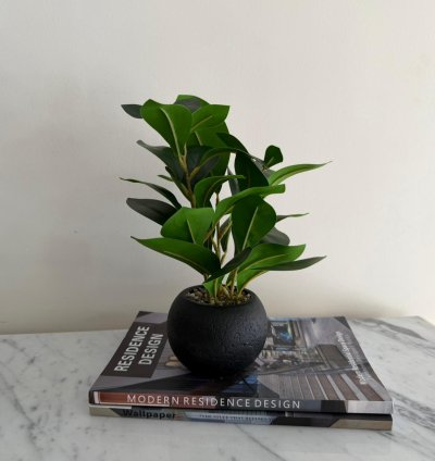 نبتة ديكور فاخرة بلمسة طبيعية