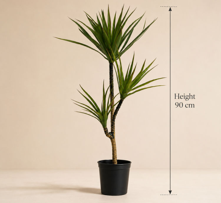 Dracaena Marginata Tree