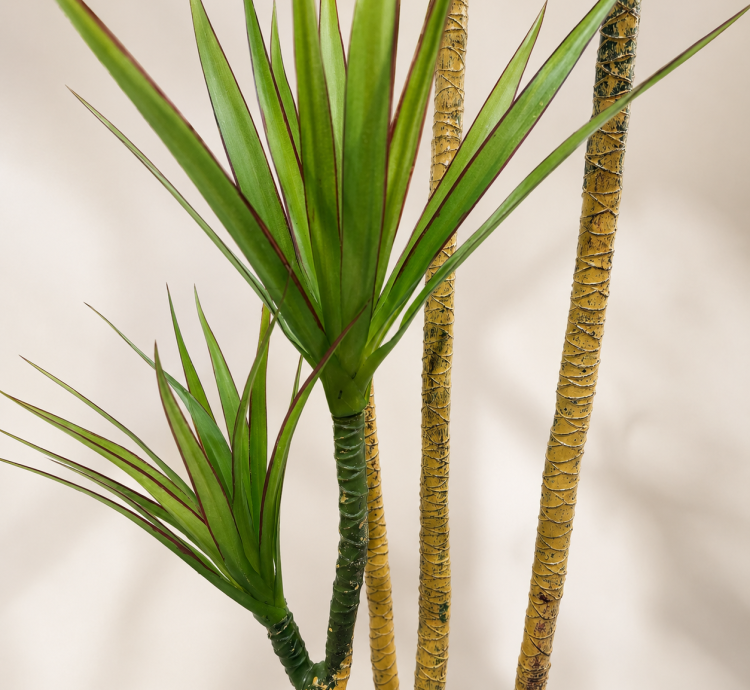 Dracaena Marginata Tree - Touch Home