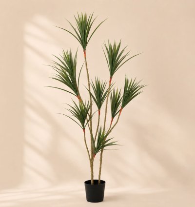 Dracaena Marginata Tree