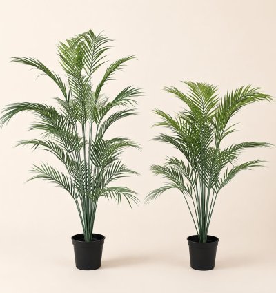 Areca Palm Tree