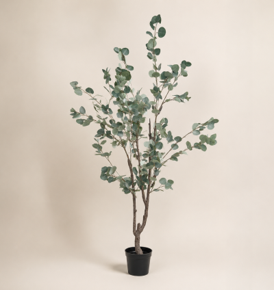 Eucalyptus Tree