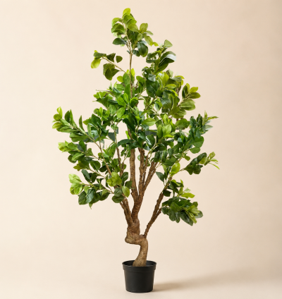 Ficus Tree
