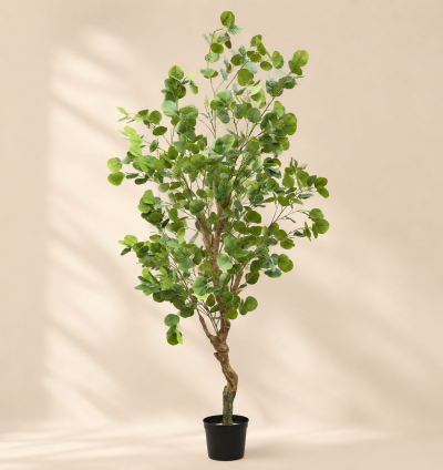 Eucalyptus Tree