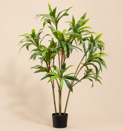 Dracaena Tree