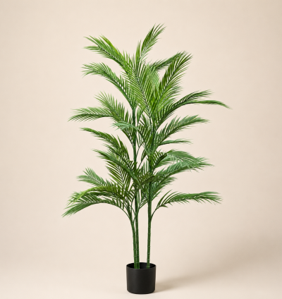Areca Palm Tree