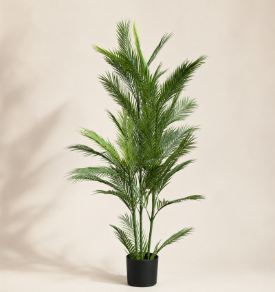 Areca Palm Tree