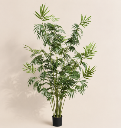 Lady Palm Tree