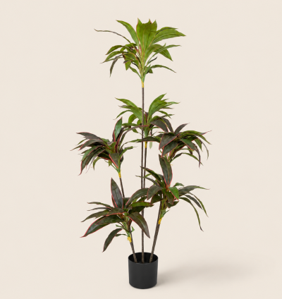 Red Edge Dracaena Tree