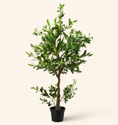 Ficus Tree