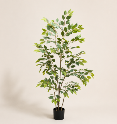 Ficus Benjamina Tree