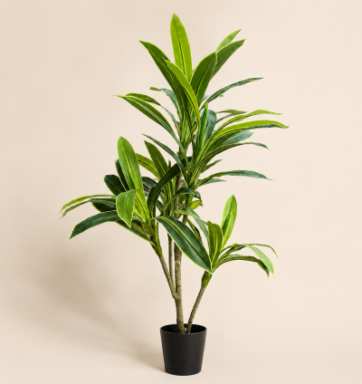 Dracaena Lemon Lime Tree