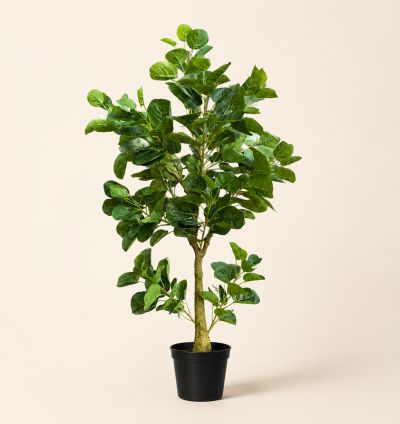 Fiddle Leaf Fig Tree