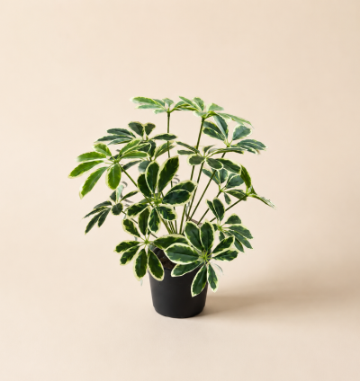 Variegated Schefflera Plant