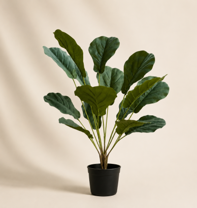 Fiddle Leaf Fig Plant