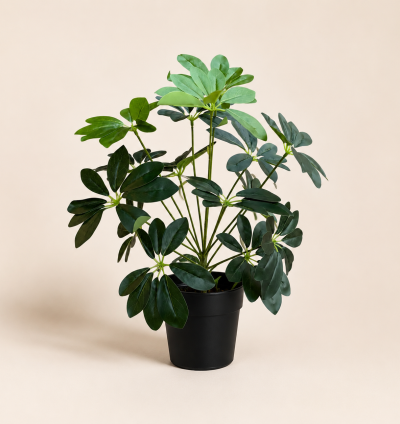 Schefflera Plant